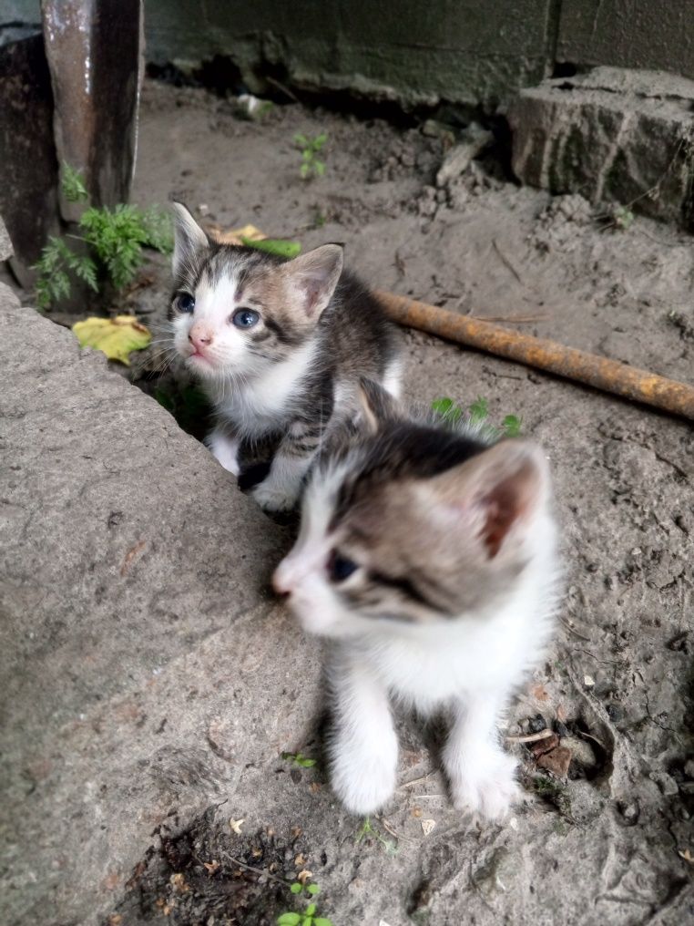 Віддам в добрі руки кошенят.