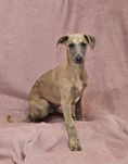 Chart angielski whippet piesek-Lolek