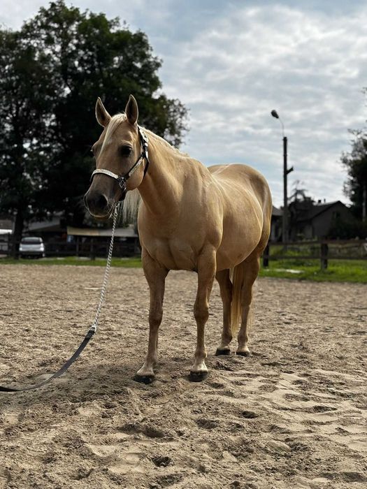Źrebna klacz AQH, American Quarter Horse