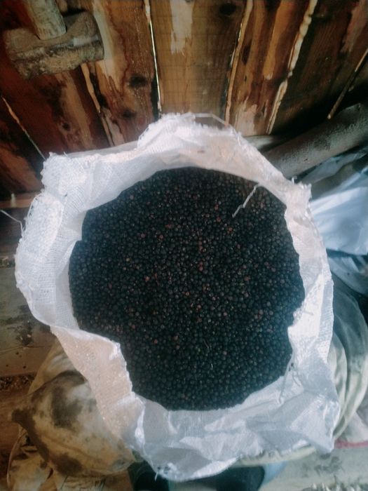 Ягоди Ялівцю 2025р