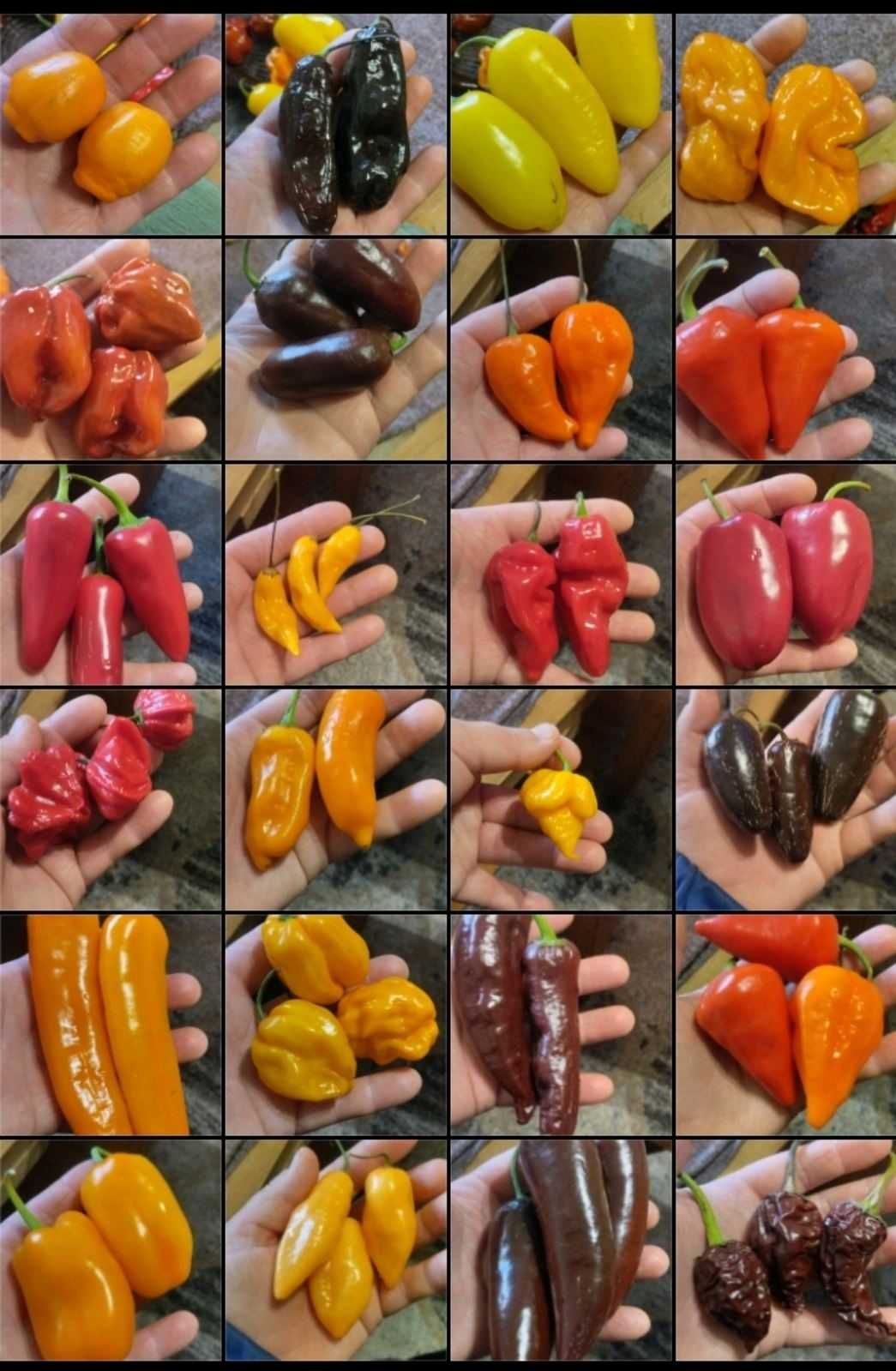 Насіння помідор перець, огірки, гарбузи, кабачки, кукурудза/збір 2023