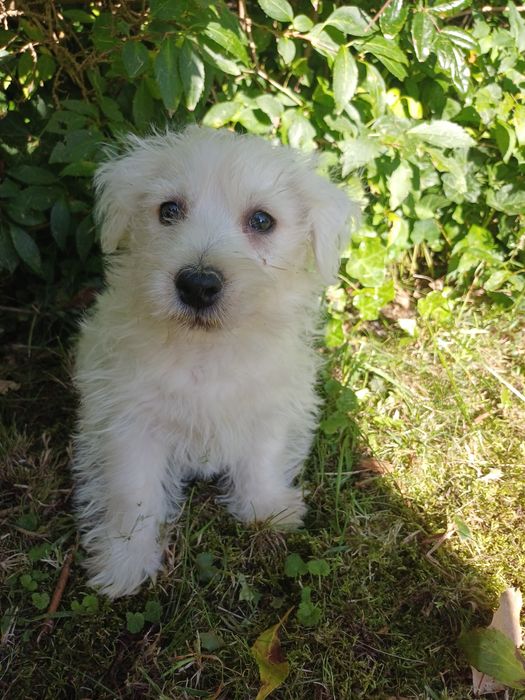 West highland white terrier