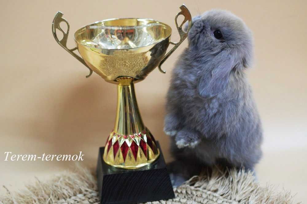 Карликові породисті кроленята! Высловухі кролики міні!