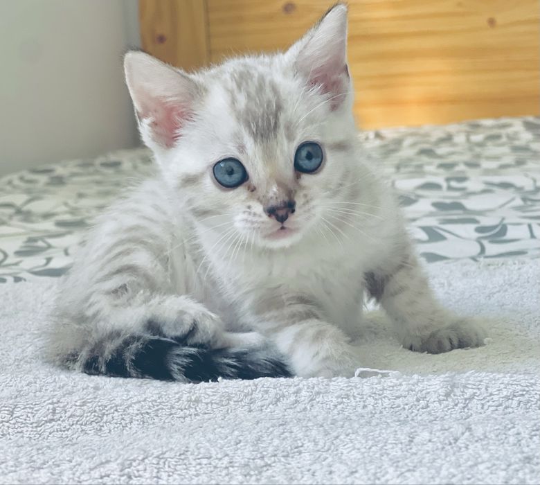 Gatinho Bengal snow linx registado