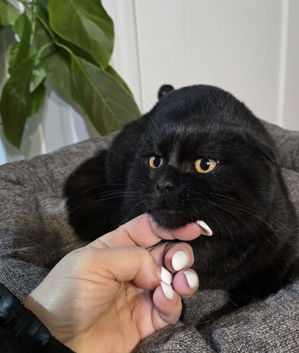 Szkocki fold 4,5mca czekoladowy kocurek