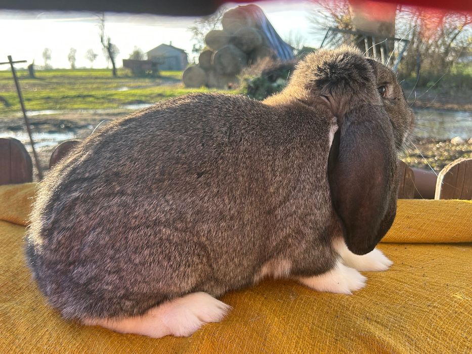 Sprzedam króliki barany Francuskie