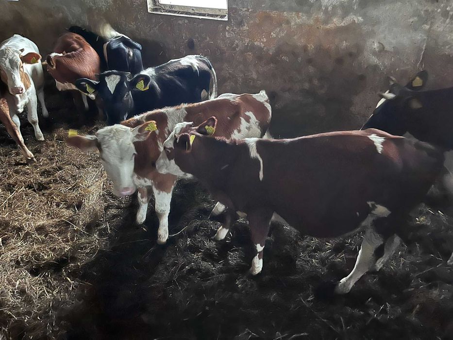 Jałówki z wlasnej hodowli