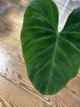 Philodendron Splendid