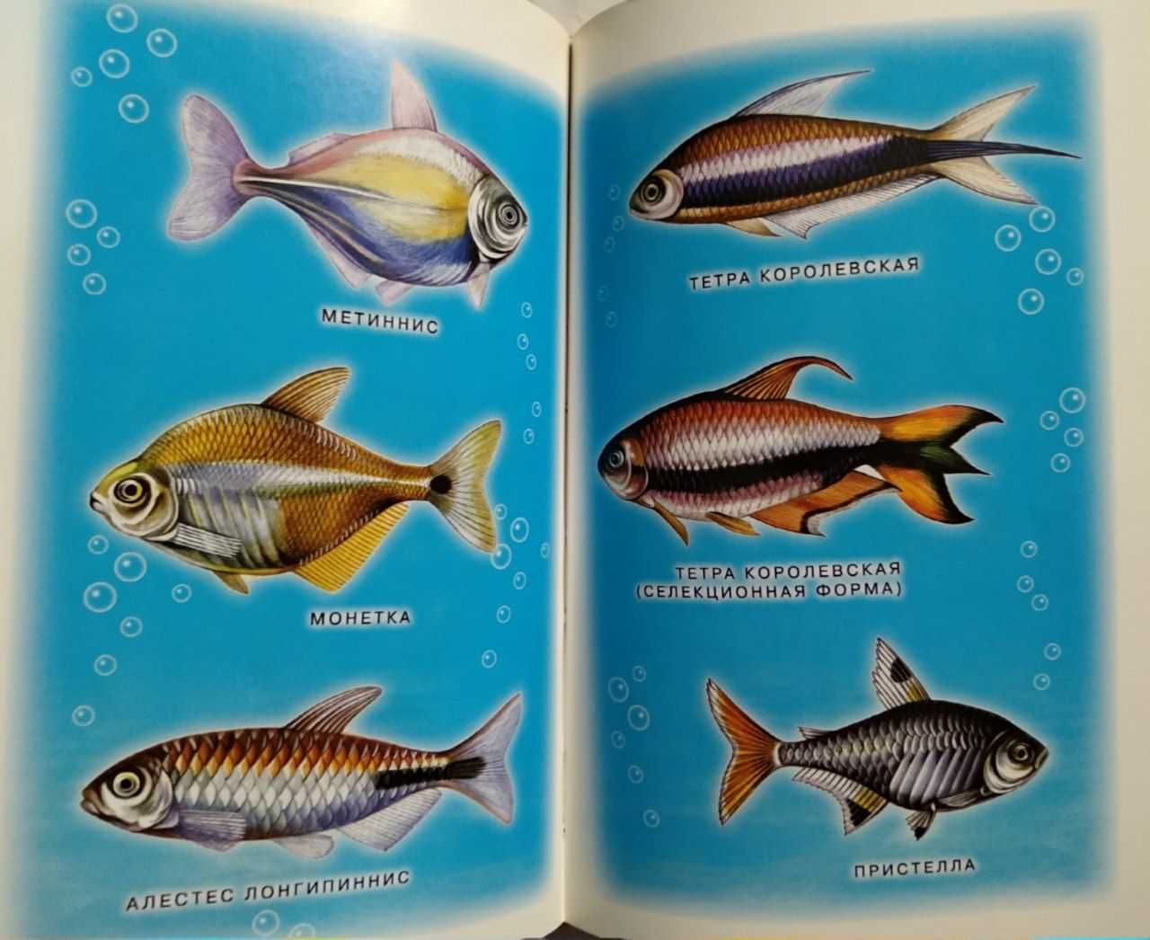 Аквариум. Заселение и содержание домашнего аквариума