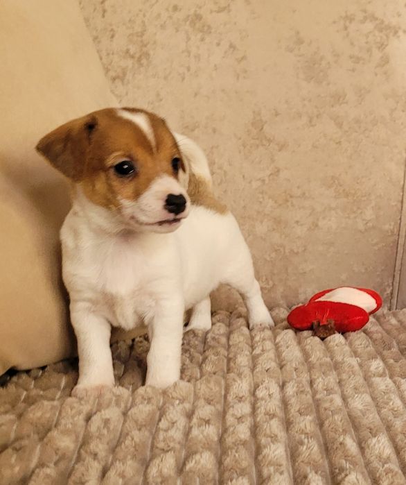 Jack Russell Terrier Śliczny Szczeniak Gotowy na zmianę domu