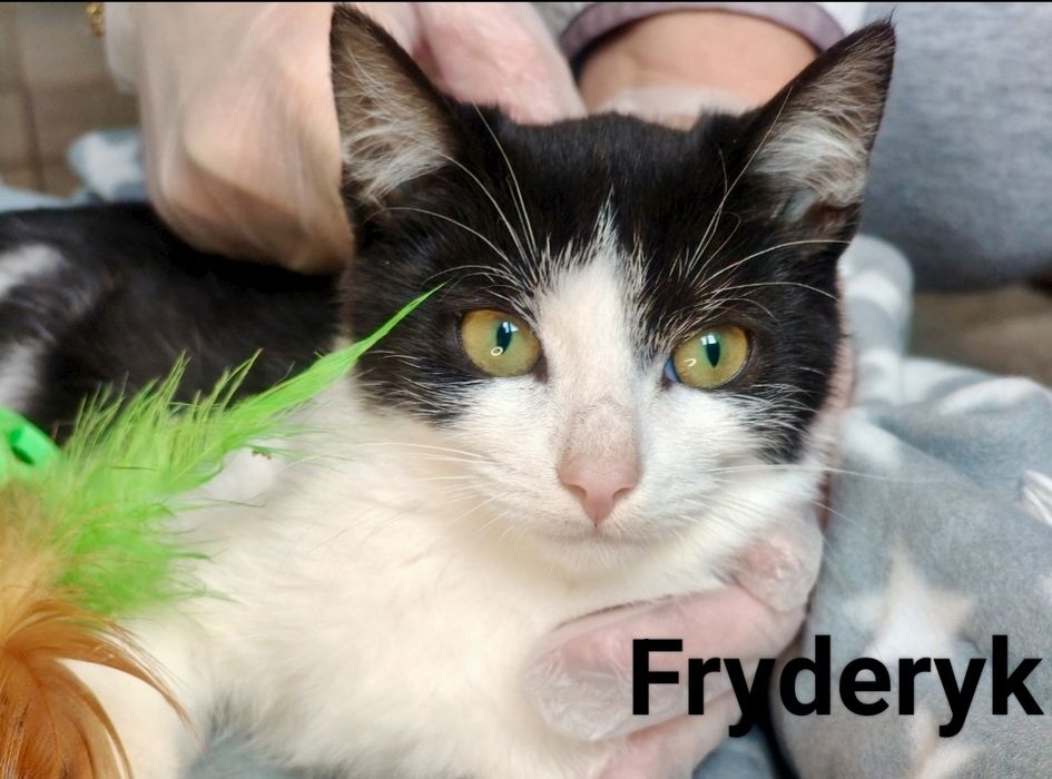 Błagam o szansę dla nich ...szukają domów ...