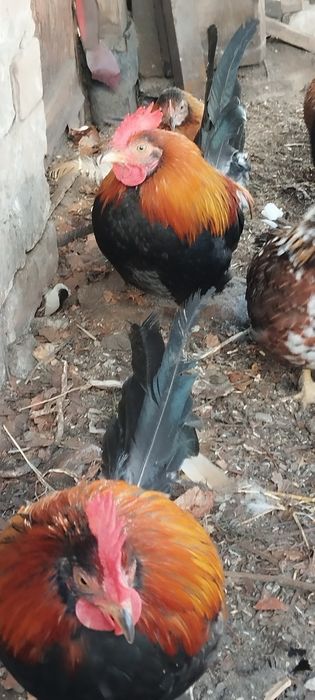 Продам карликовых петушков