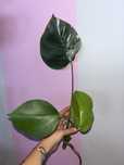Monstera Variegata regres