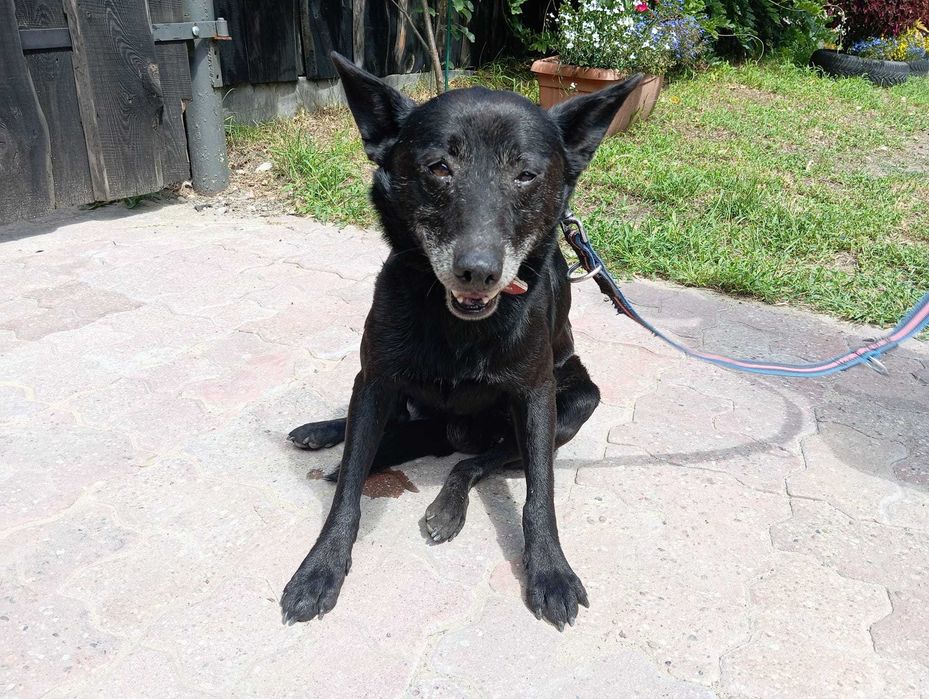 Kruk - staruszek szuka domu