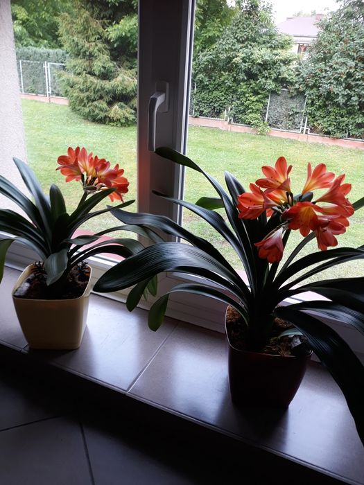 Cliwia.Kliwia kwiat doniczkowy .