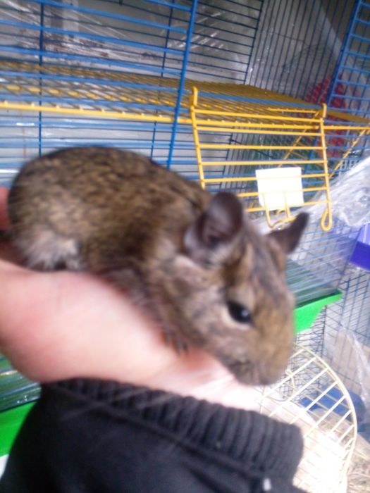 Домашні декоративні миші