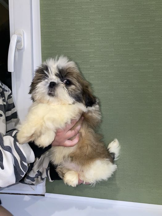 Шикарна леді з документами