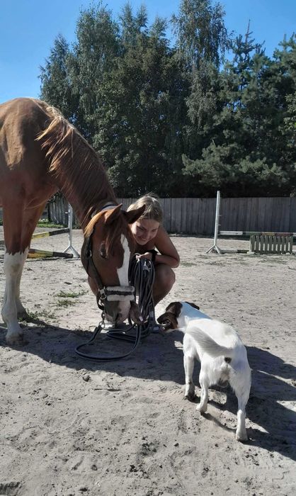 Klacz malowana dwa lata