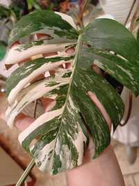 Monstera variegata