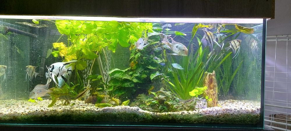 Akwarium 300 litrów