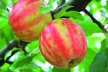 Maciera que produz MAÇÃS TIGRADAS VARIEGATA