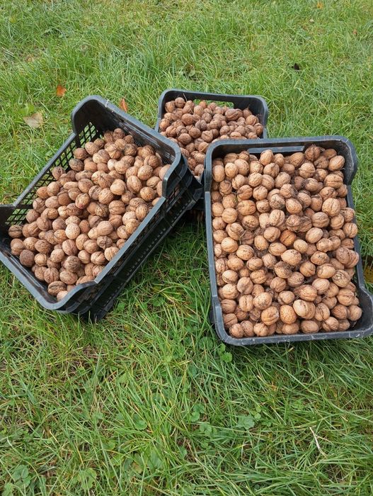 Sprzedam orzech włoski - 10kg/kg
