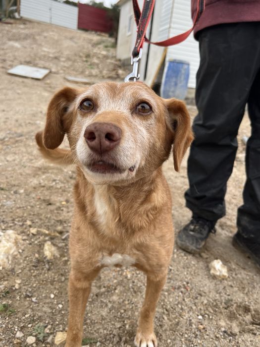 Spicy- o Cão dos abraços!