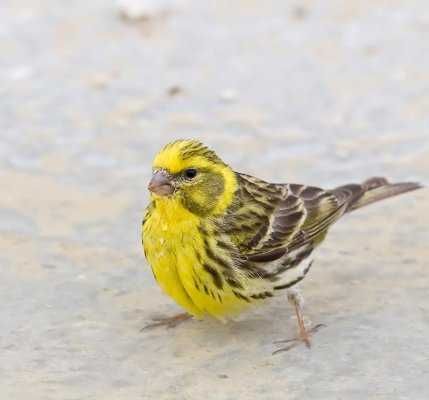 Varias aves anilhadas 2024/2025