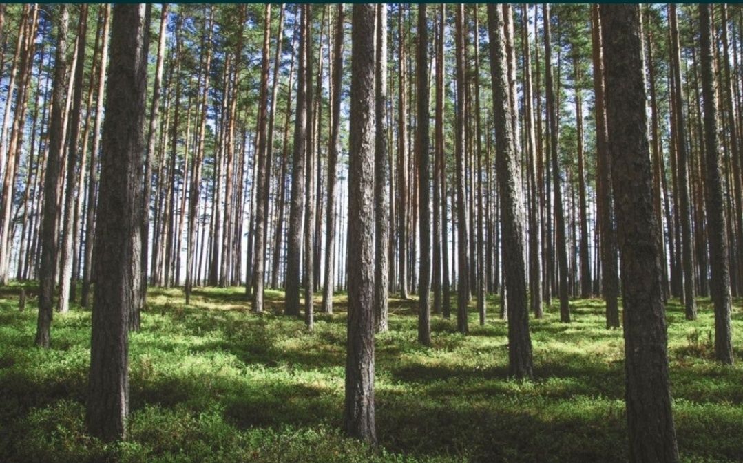 Limpeza de terrenos