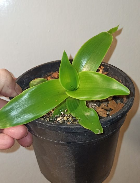 Złoty Wąs, Callisia Fragrans