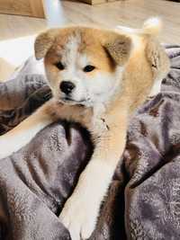 Akita Inu piesek