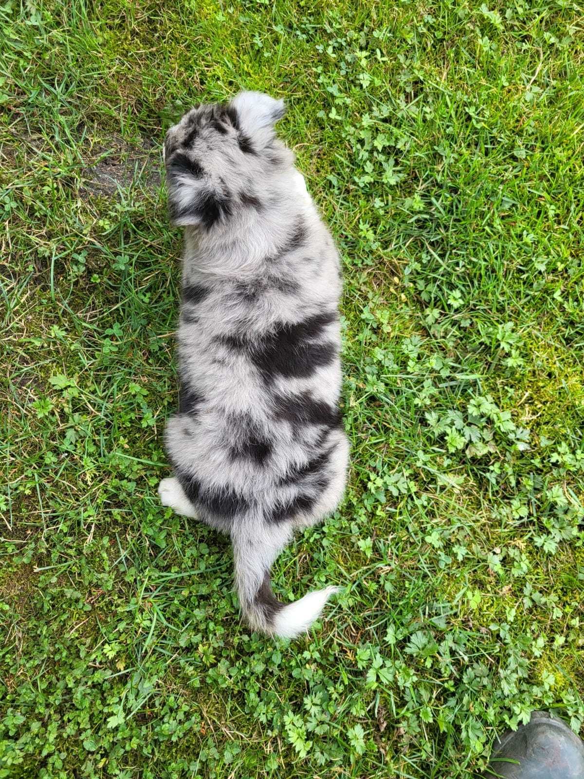 Suczka Border Collie