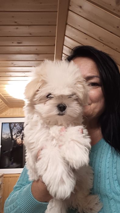 Maltańczyk piesek, rodowód ZHPR UCI