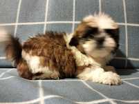 Shih-tzu uroczy piesek MINI