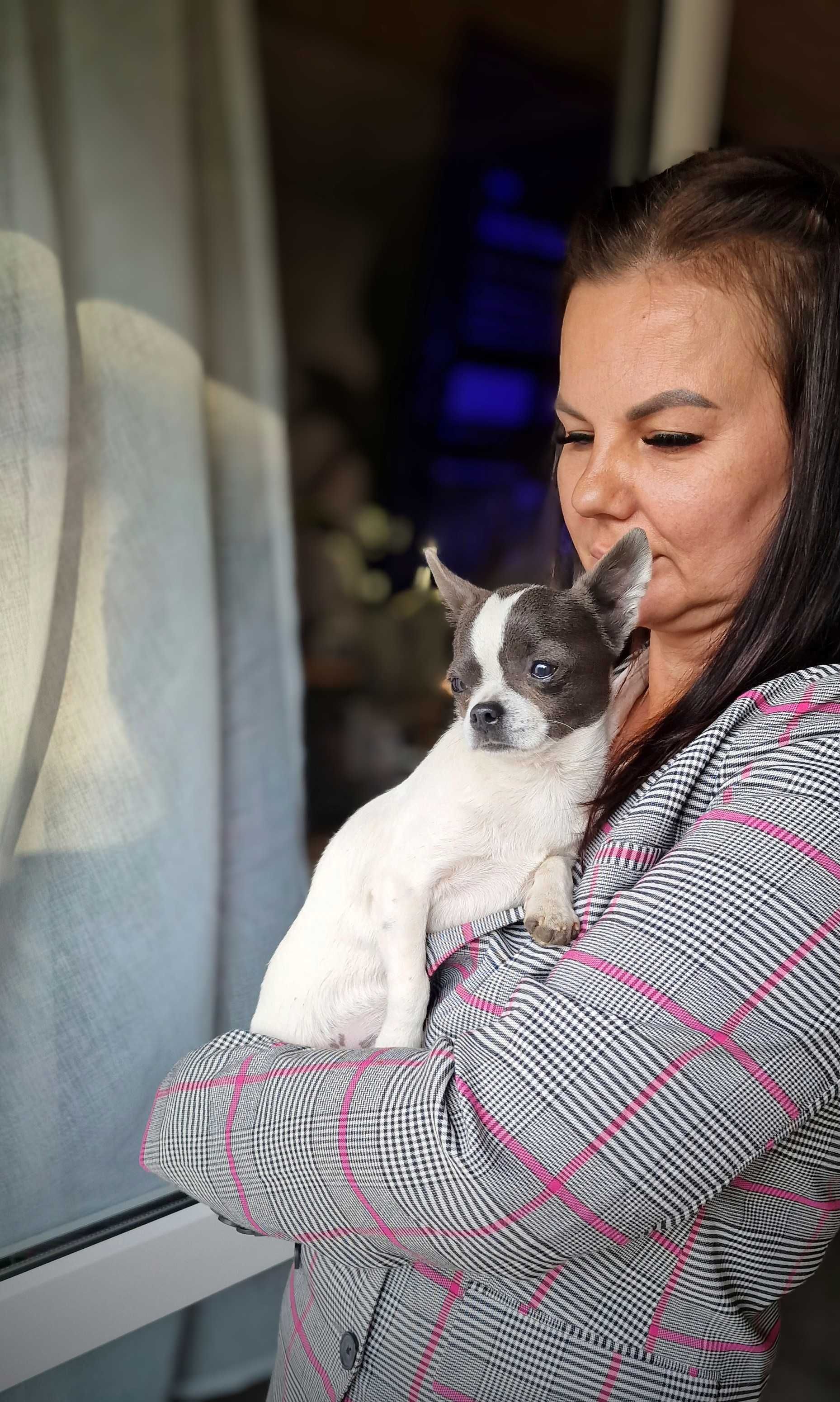 Biało niebieskiego chłopiec Chihuahua juz do odbioru