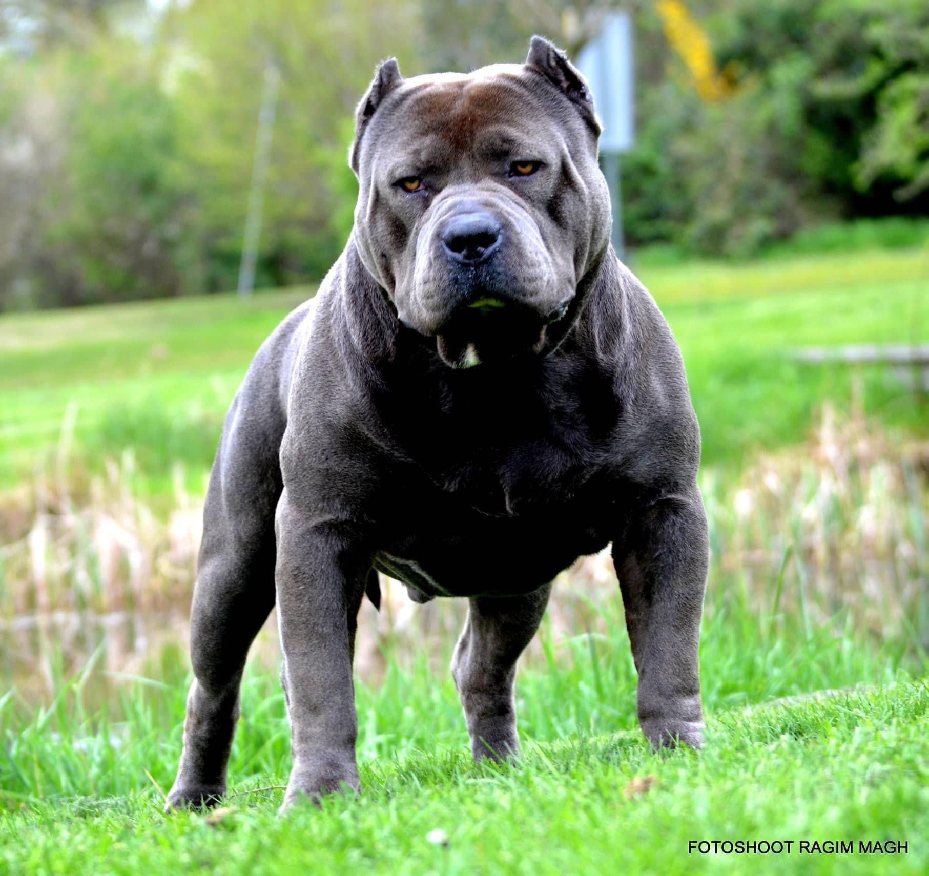 American Bully XL Suczka Champion Bloodline