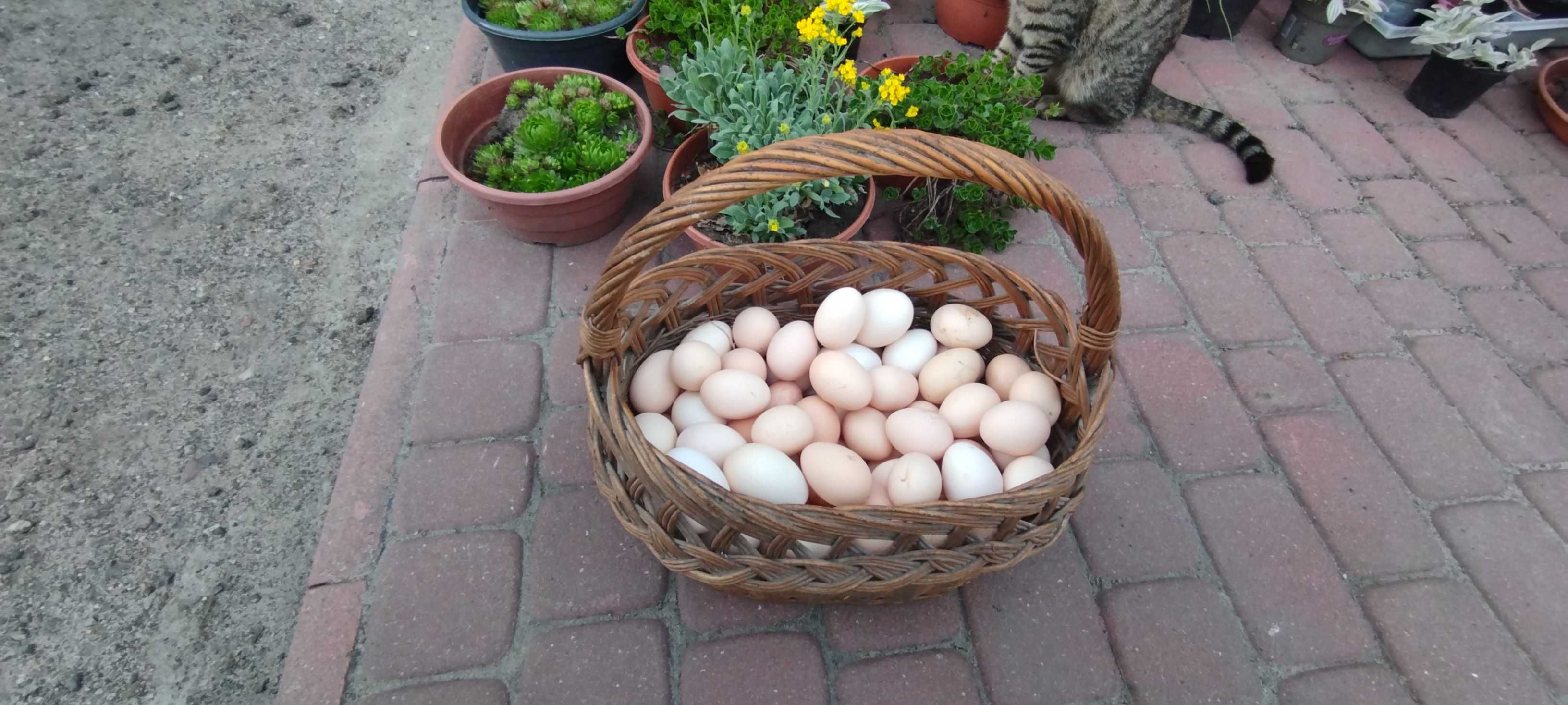 jaja wiejskie od młodych kur
