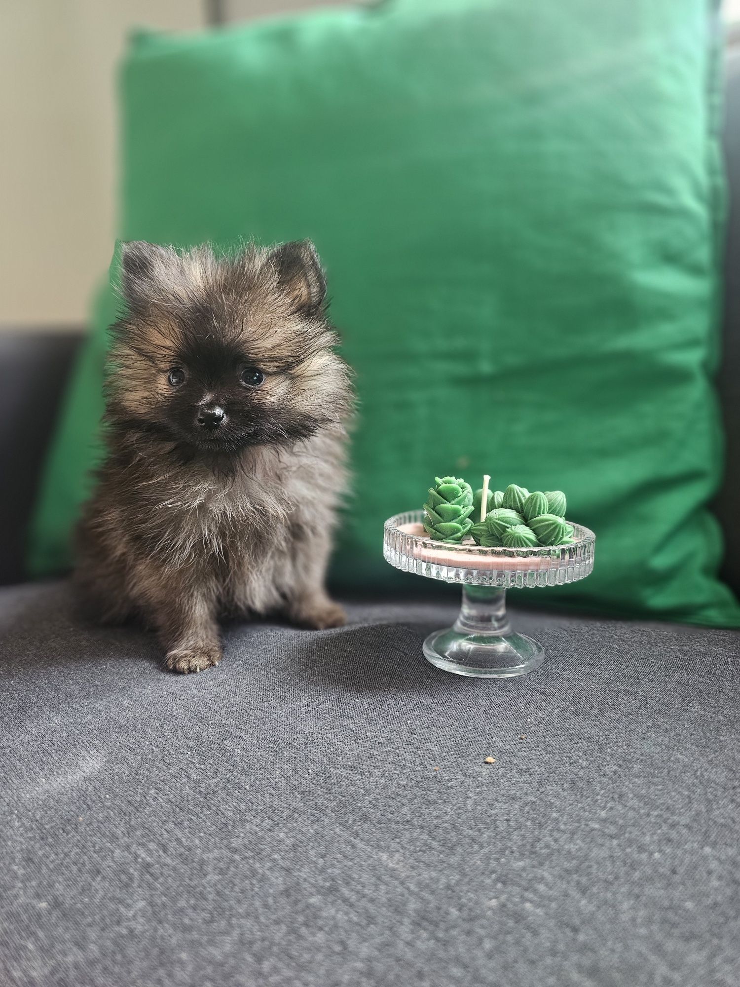 Szpic miniaturowy