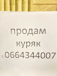 Продам куряк