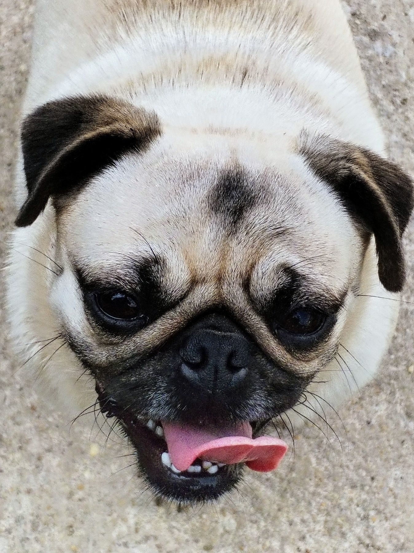 Pug Carlin Fêmea