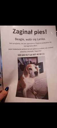 Zaginęła Lanka suczka rasy Beagle