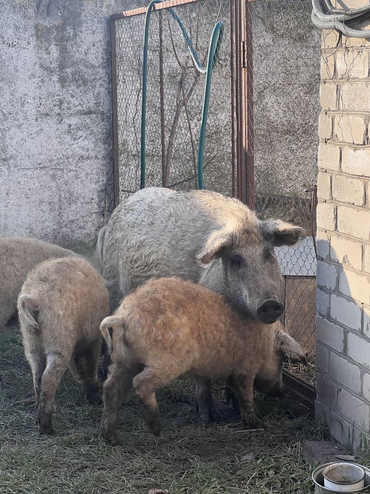Продаем свинок венгерская мангалица