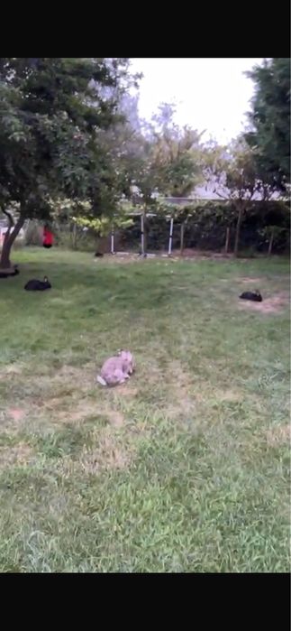 Coelhos para Criação – Fêmeas Pranhas e Machos – Cinza, Preto e Branco