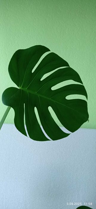 Duży kwiat doniczkowy