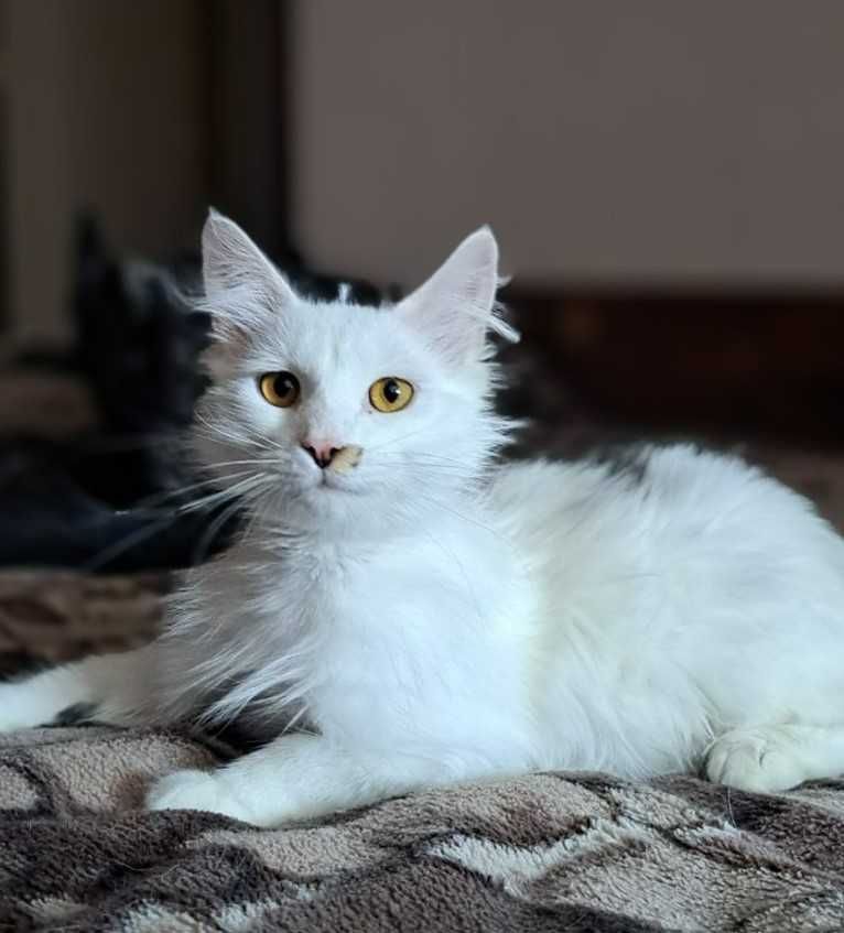 Игривые ласковые котики - братья , 1 год, кастрированы