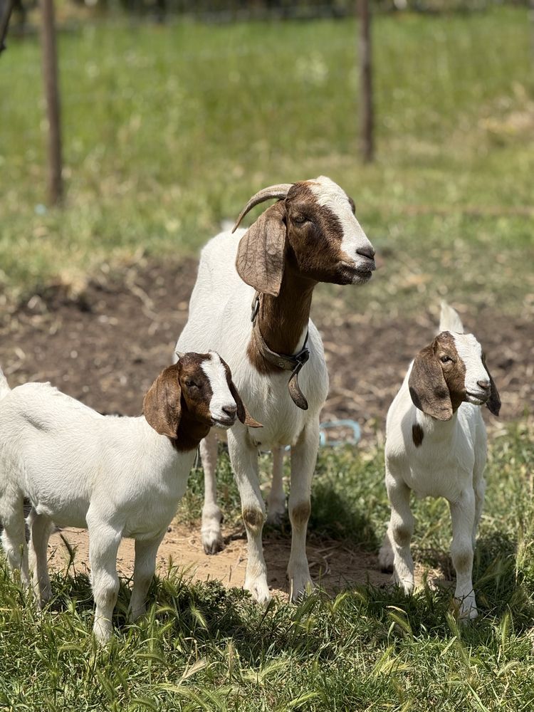 Cabras boer femeas