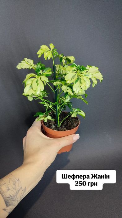 Аспленіум Сансевієрія Сингоніум Красула Будда Шефлера Сциндапсус