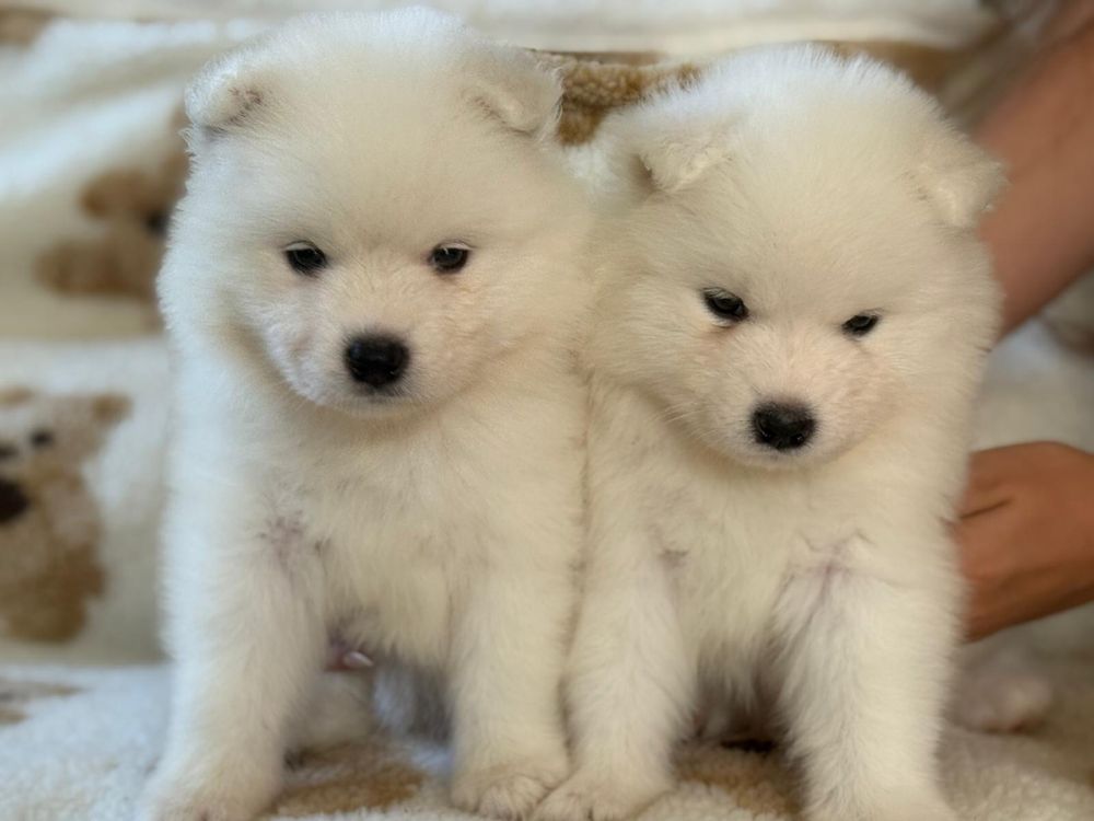 Samojed  szczenie