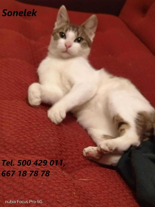 Łagodny, kochany kocurek