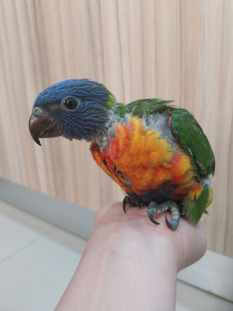Lori arco iris macho